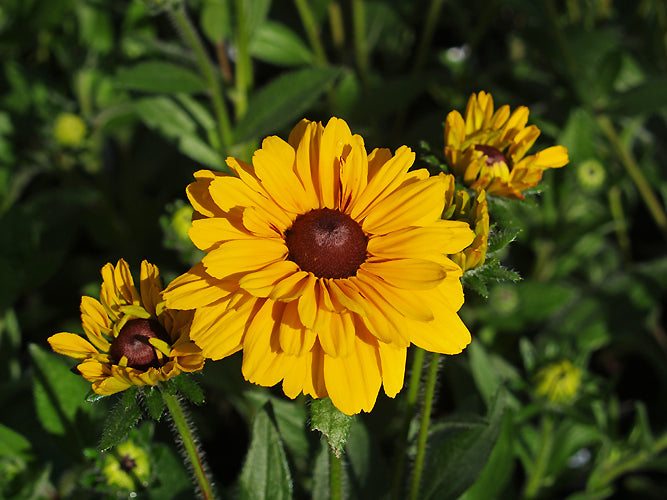 RUDBECKIA 'DUBLIN'