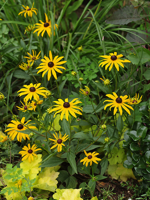 RUDBECKIA FULGIDA 'EARLY BIRD GOLD'
