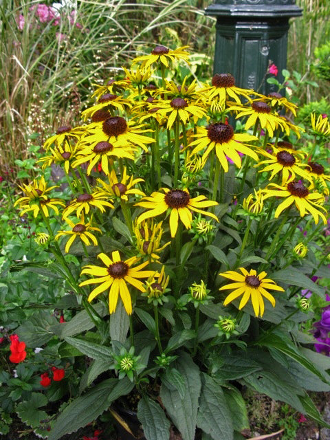 RUDBECKIA FULGIDA 'LITTLE GOLD STAR'