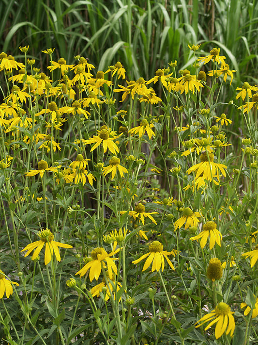 RUDBECKIA PANICULATA