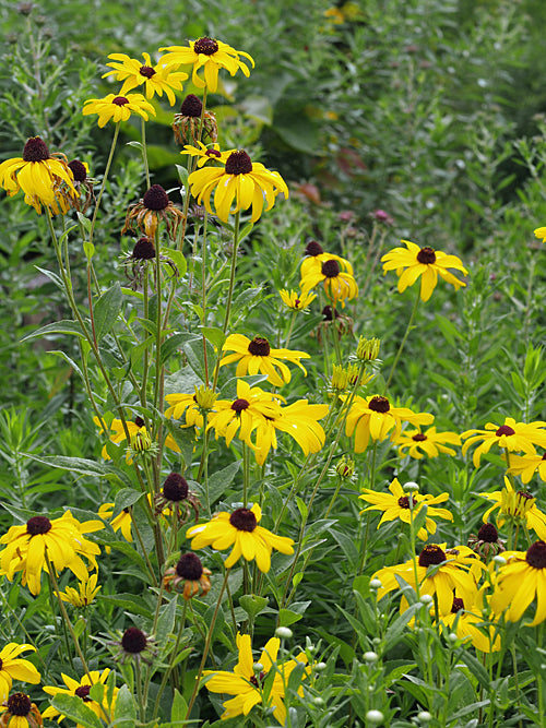 RUDBECKIA SUBTOMENTOSA 'LOOFAHSA WHEATEN GOLD'