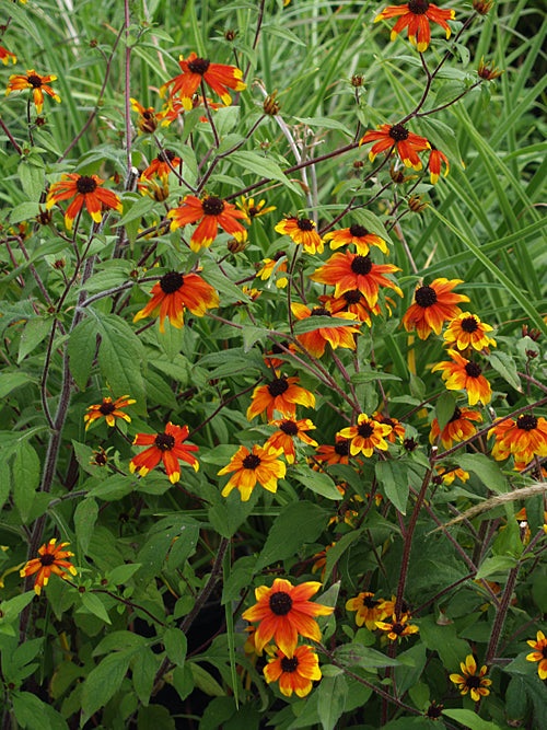 RUDBECKIA TRILOBA 'PRAIRIE GLOW'