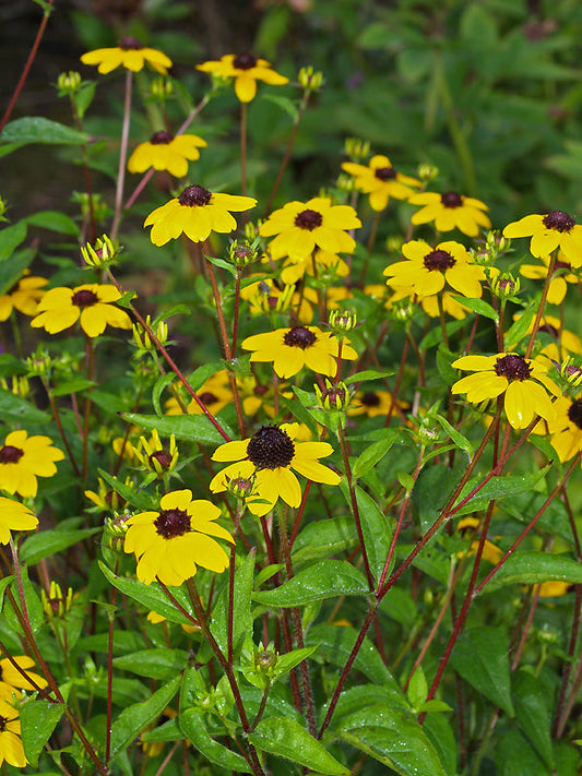 RUDBECKIA 'TAKAO'