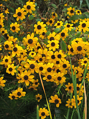 RUDBECKIA TRILOBA