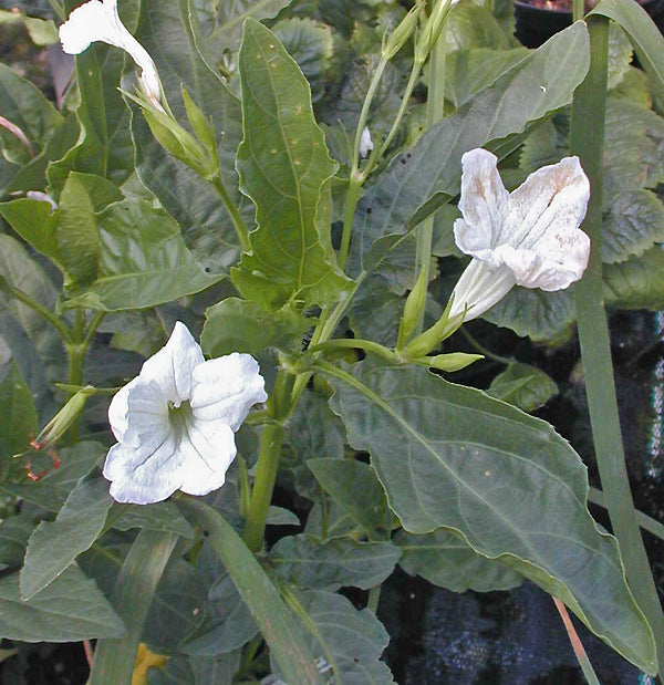 RUELLIA MALACOSPERMA white flowered form