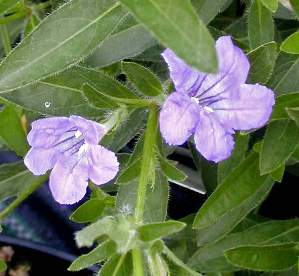 RUELLIA HUMILIS