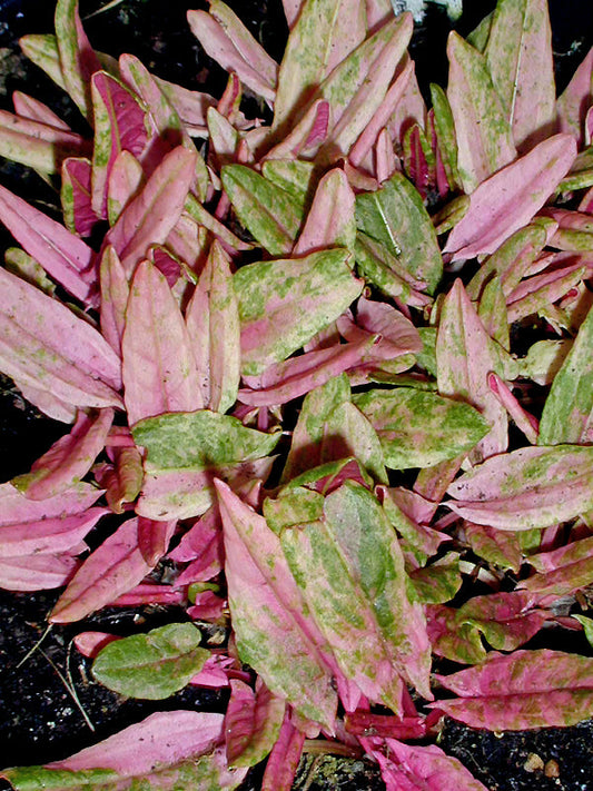 RUMEX ACETOSA subsp.ACETOSA 'SAUCY'