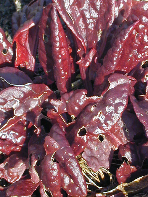 RUMEX ACETOSA subsp.VINEALIS