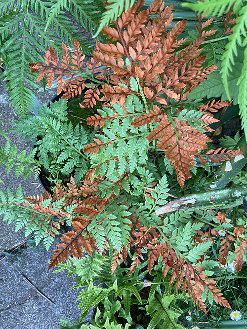 RUMOHRA ADIANTIFORMIS RCB RA-D-2