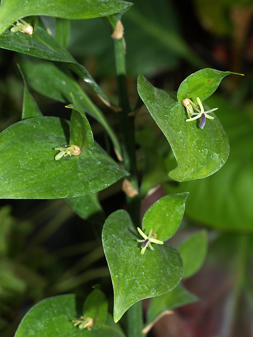 RUSCUS HYPOGLOSSUM WM 0206