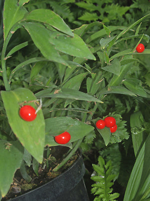 RUSCUS HYPOGLOSSUM