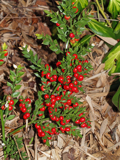 RUSCUS ACULEATUS 'JOHN REDMOND'