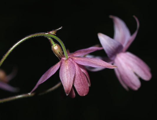 SEMIAQUILEGIA ADOXOIDES