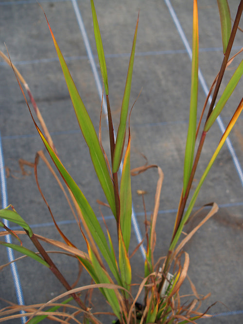 SACCHARUM BREVIBARBE var.CONTORTUM