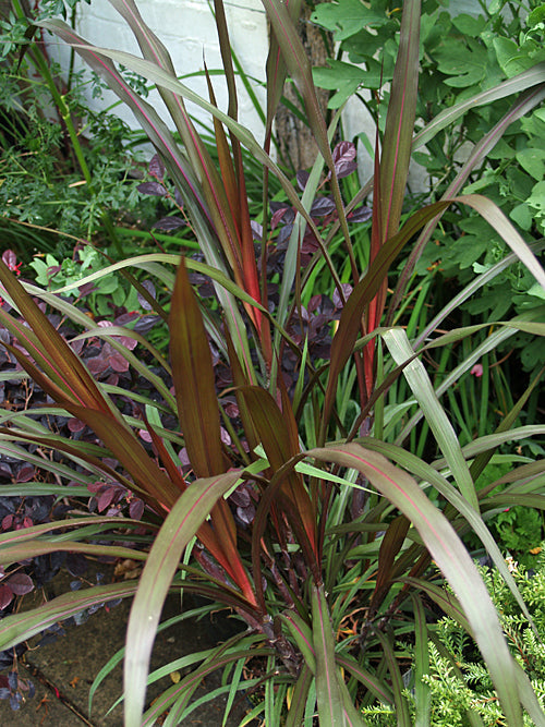 SACCHARUM OFFICINARUM PURPLE