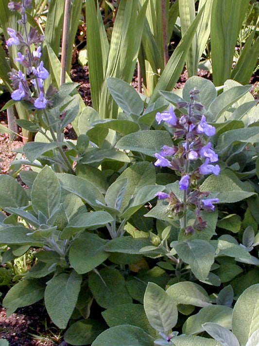 SALVIA OFFICINALIS 'BERGGARTEN'