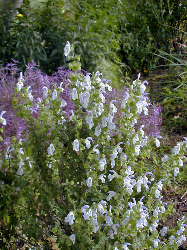 SALVIA DENTATA