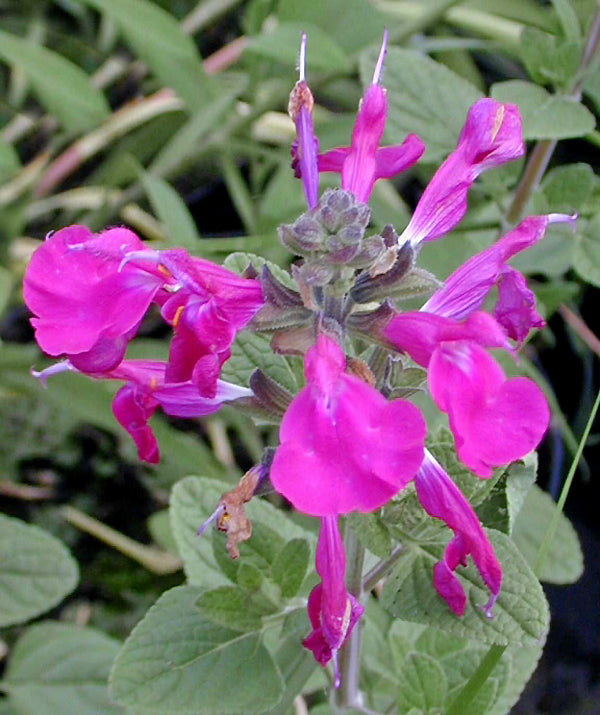 SALVIA JURISICII