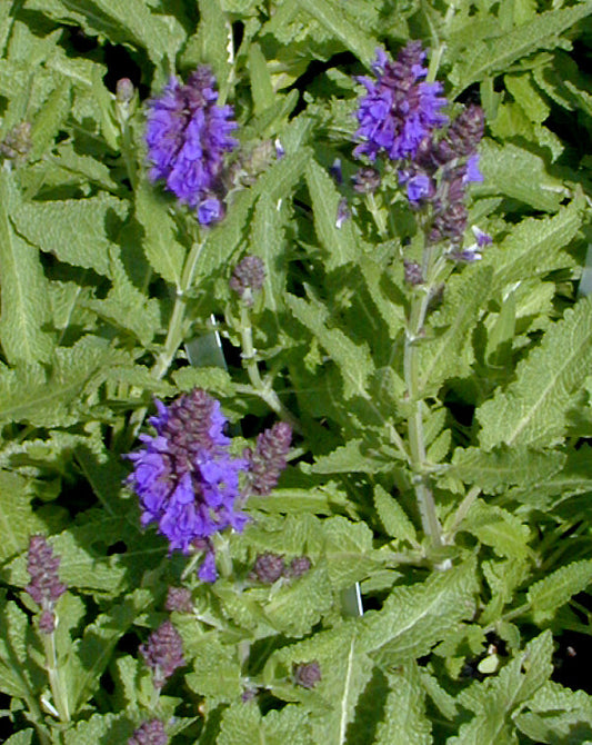 SALVIA NEMOROSA 'MARCUS'