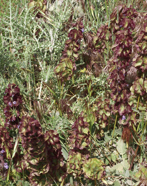 SALVIA MULTICAULIS RCB RL-6