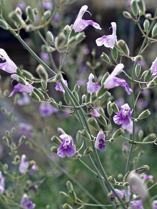 SALVIA not CANDELABRUM