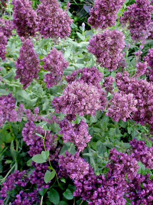 SALVIA NEMOROSA 'PUSZTAFLAMME'