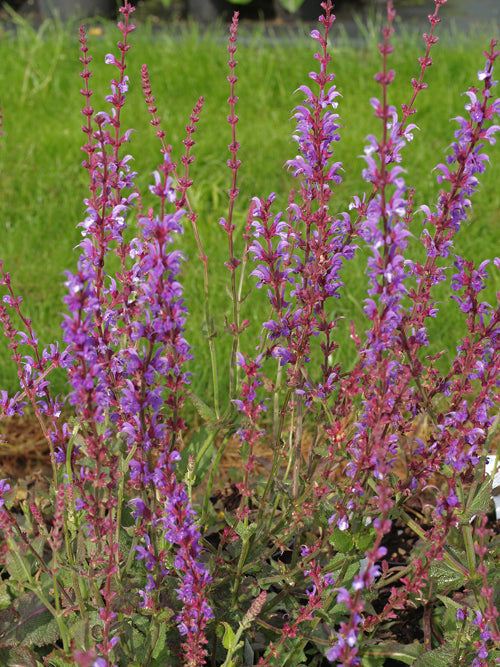 SALVIA x SYLVESTRIS 'DEAR ANJA'