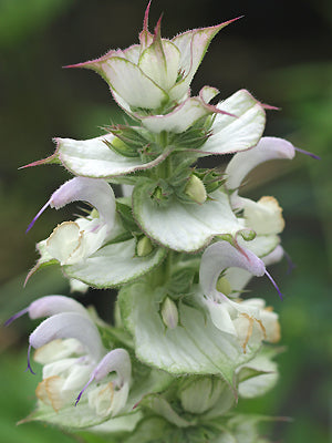 SALVIA SCLAREA var.TURKESTANICA