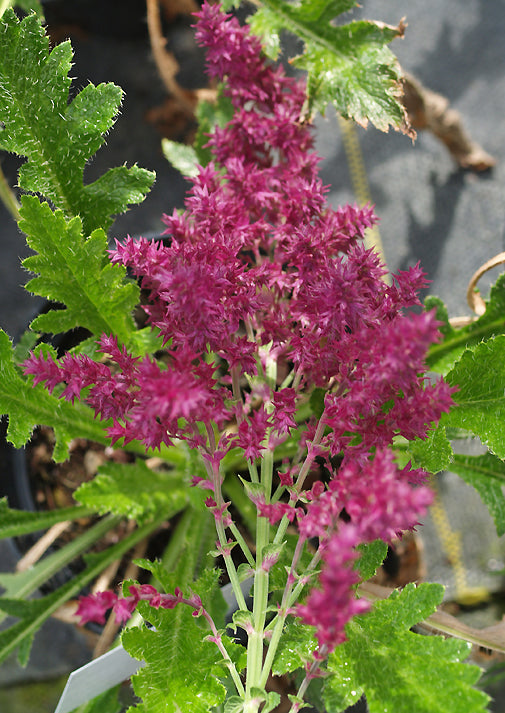 SALVIA NEMOROSA 'SCHWELLENBURG'