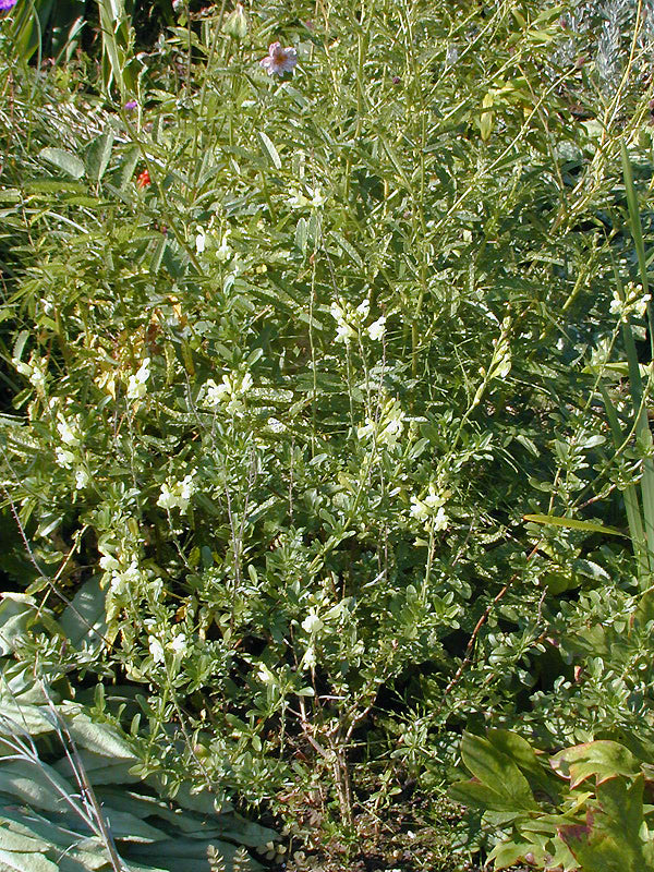 SALVIA GREGGII 'SUNGOLD'