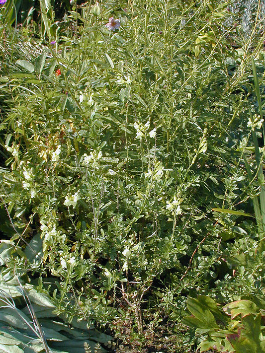 SALVIA GREGGII 'SUNGOLD'