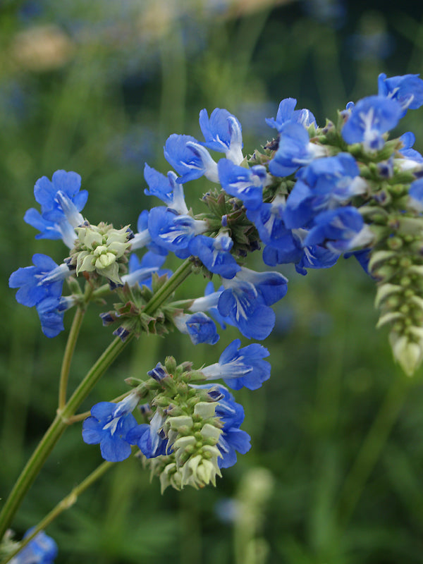 SALVIA ULIGINOSA