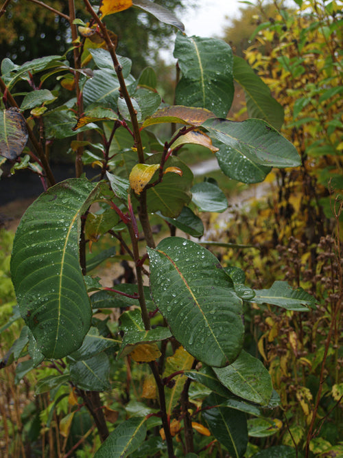 SALIX MAGNIFICA