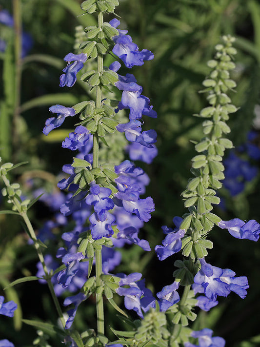 SALVIA AZUREA var.GRANDIFLORA