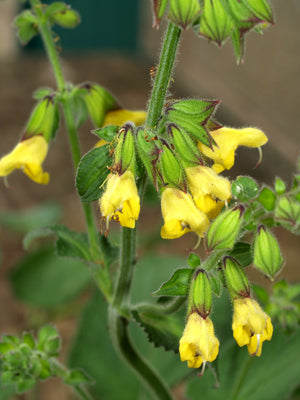SALVIA SP. CC 4611