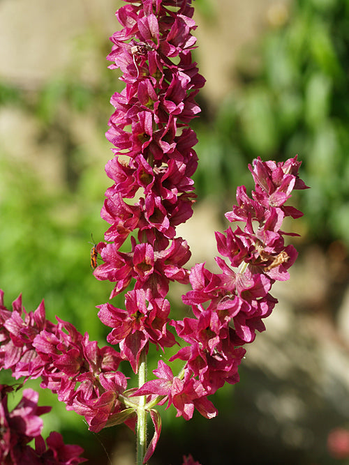 SALVIA CANARIENSIS