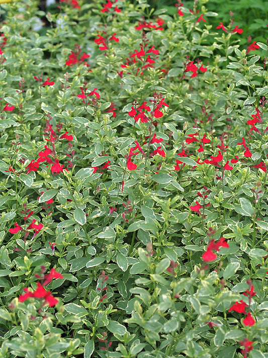 SALVIA x JAMENSIS 'DESERT BLAZE'