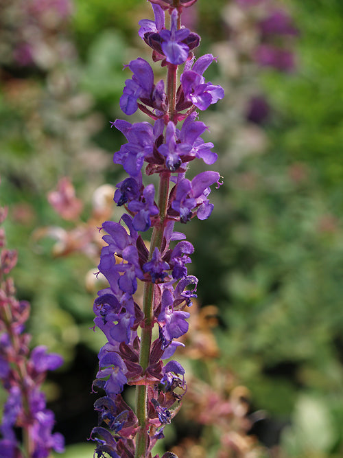 SALVIA DESERTA