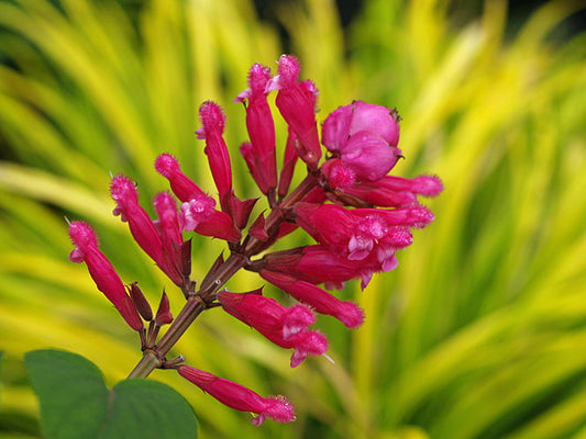 SALVIA INVOLUCRATA 'BETHELLII'