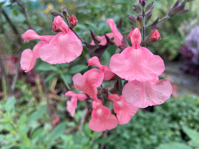 SALVIA LA 'MANCHA'