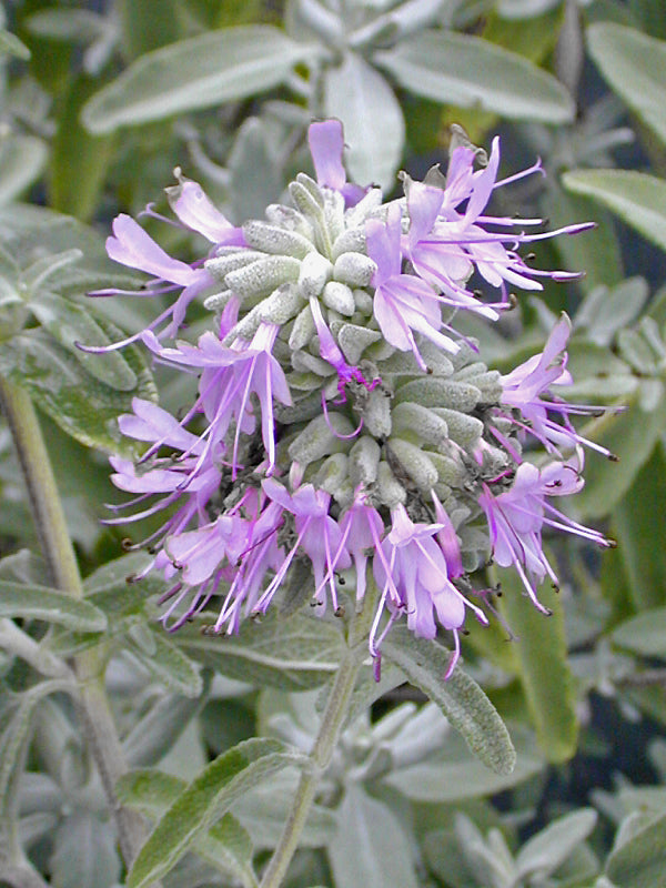 SALVIA LEUCOPHYLLA NNS 95-375