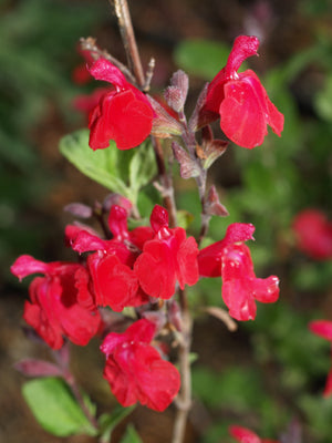 SALVIA 'MARASCHINO'