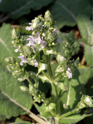 SALVIA MOORCROFTIANA