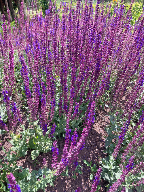 SALVIA NEMOROSA 'AMETHYST'