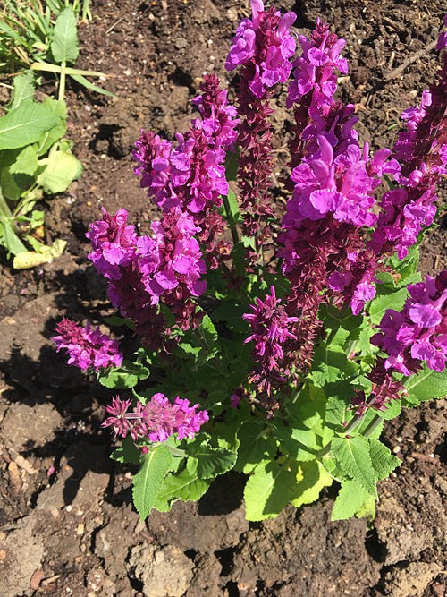 SALVIA NEMOROSA 'ROSE MARVEL'