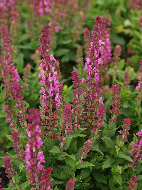 SALVIA NEMOROSA 'ROSE QUEEN'