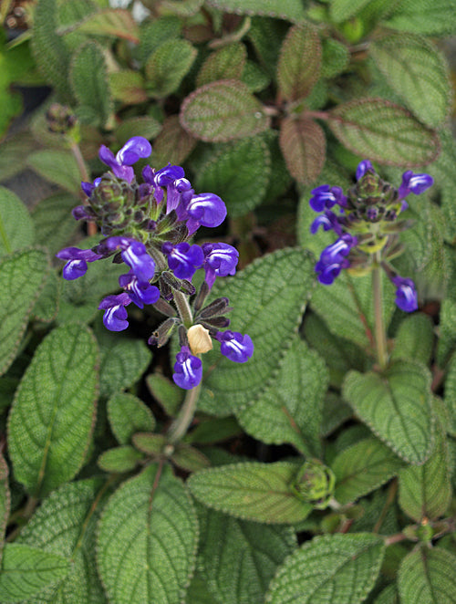 SALVIA NANA