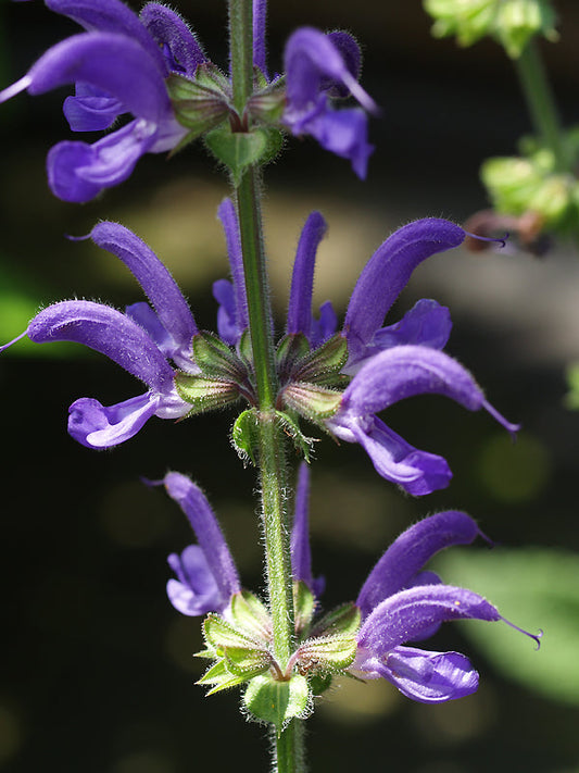 SALVIA PRATENSIS 'INDIGO'