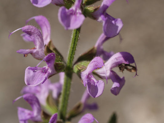 SALVIA PRATENSIS W&B BG H-3