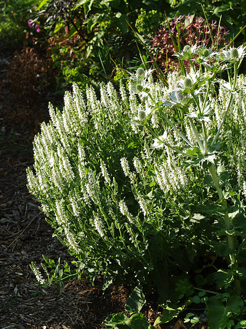 SALVIA x SUPERBA 'ADRIAN'
